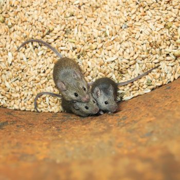 Three small house mice in a barrel of wheat