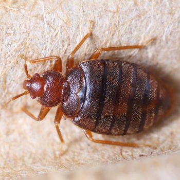 Close up of a Bedbug